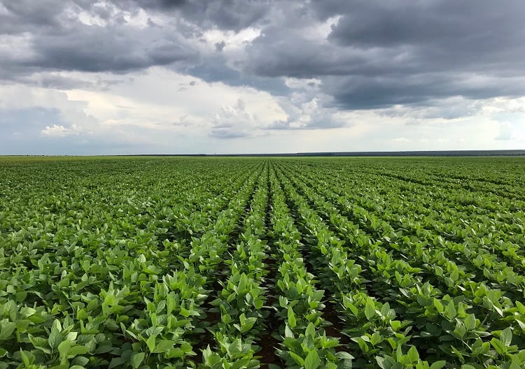 Imagem Você sabia? Dependente da chuva, Brasil irriga apenas 2,6% da área global