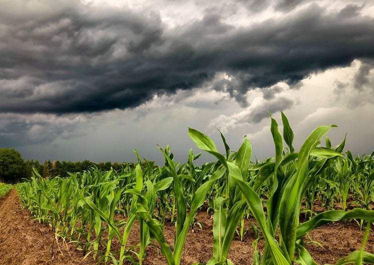 Imagem Clima e Agro são aliados nas discussões globais sobre segurança alimentar e produção sustentável