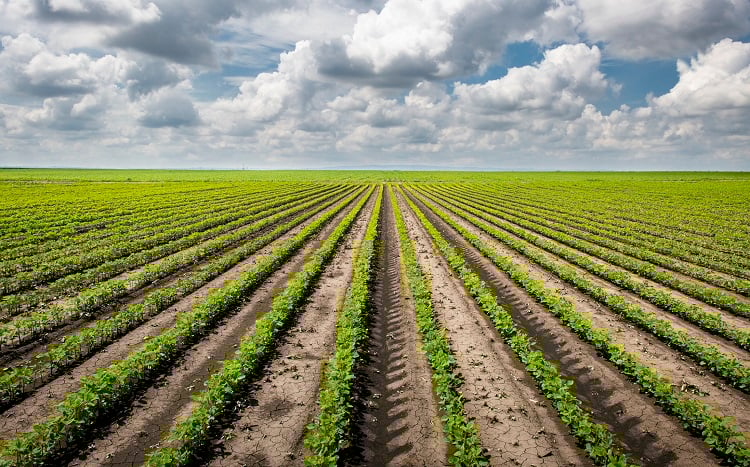 Imagem Agricultura regenerativa: cuidar do solo é cuidar do clima e da segurança alimentar
