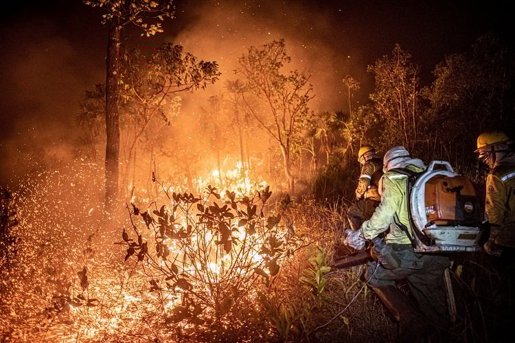 Imagem da notícia Desmatamento dispara em maio na Amazônia
