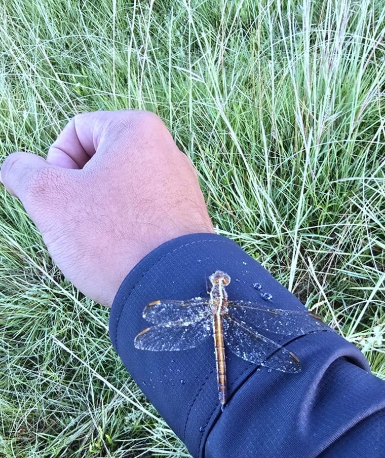 Frio intenso provoca geada e congela inseto em São Joaquim, na serra de SC, em 5/1/26 