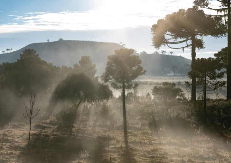 Frio nas Serras do Sul: mínimas ficam perto de 9°C nesta quarta